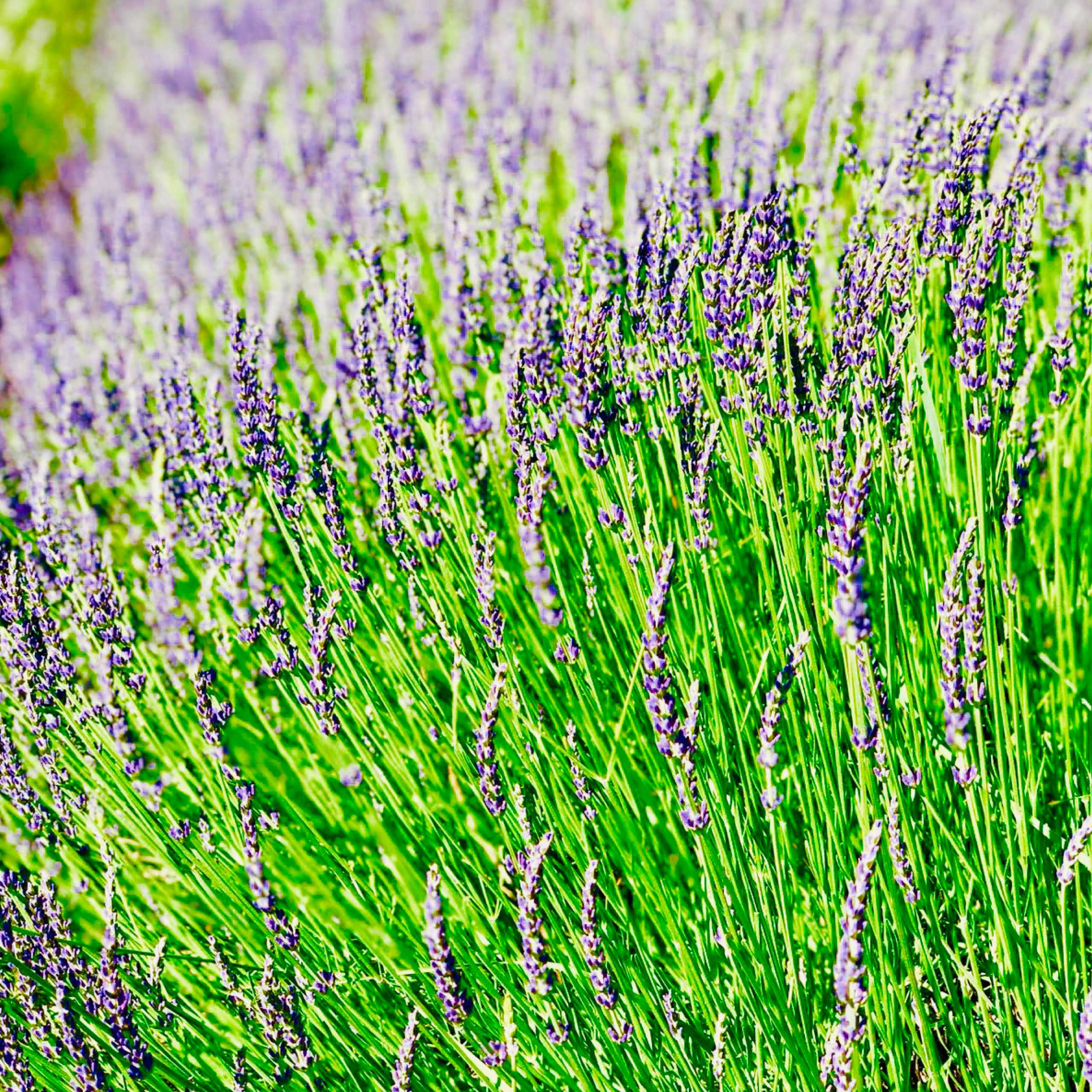 ROCKMANN_Lavendel
